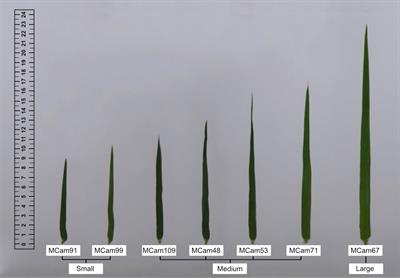 Transcriptome profiling disclosed the effect of single and combined drought and heat stress on reprogramming of genes expression in barley flag leaf